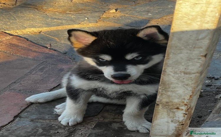 Pomsky perros - Propaganda 1