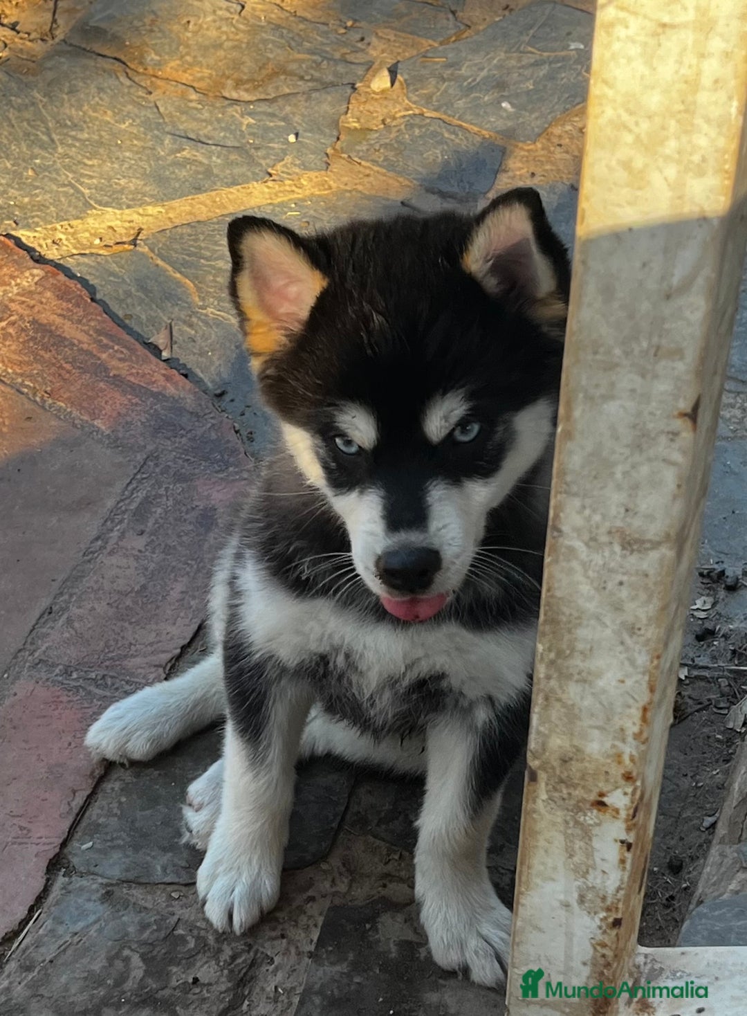Pomsky perros en venta: Pomsky miniatura - Imagen 1