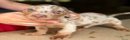 Teckel Miniatura perros en venta: TECKEL MINIATURA EXÓTICOS  - Anuncio 5