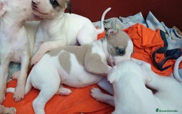 Whippet perros en venta: whippet córdoba  - Imagen 4