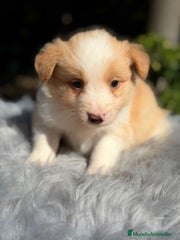 Border Collie Cachorro 4