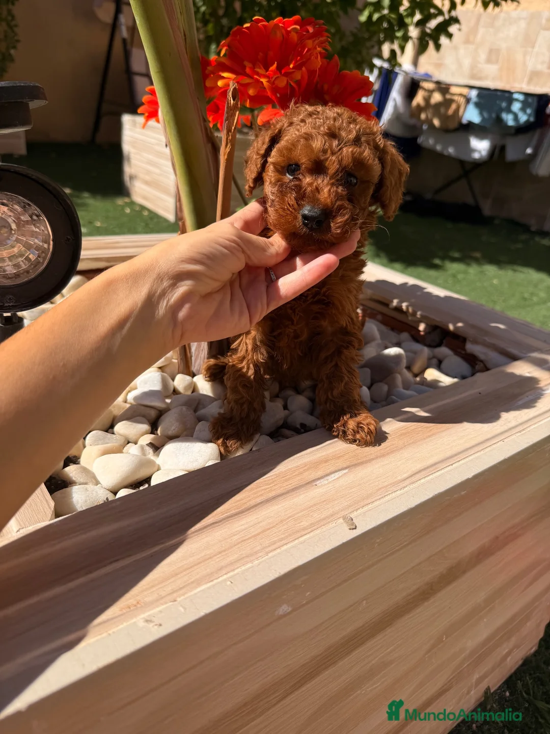 Caniche Toy perros en venta: Caniche Toy rojo pimentón  - Anuncio 4