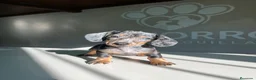 Teckel perros en venta: Teckel Arlequin  - Anuncio 2