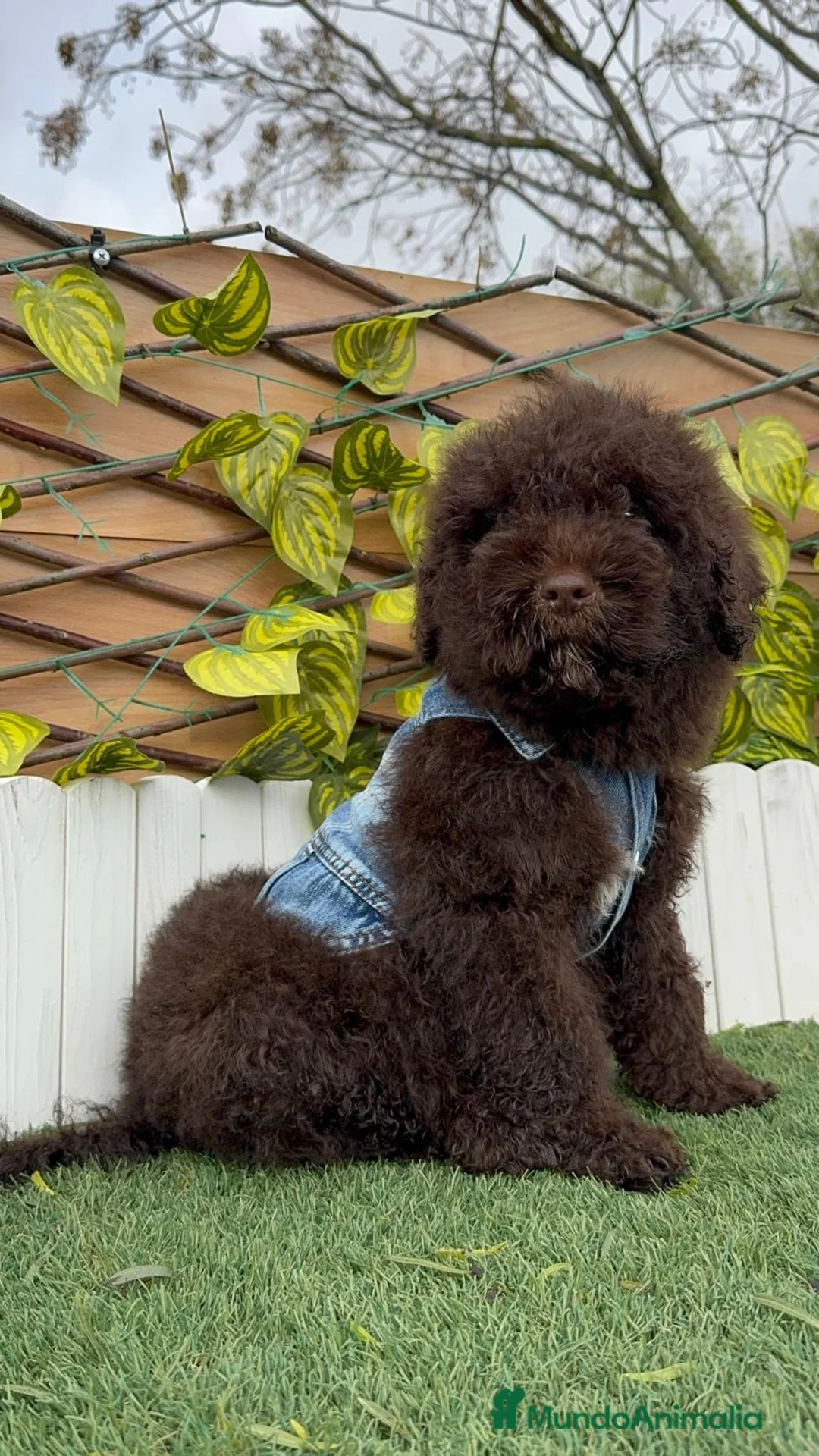 Perro de Agua Español perros en venta: PERRO DE AGUA ESPAÑOL - Anuncio 3