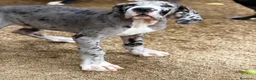 Dogo Alemán perros en venta: Precioso dogo alemán (gran danés) - Anuncio 3