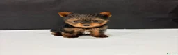 Yorkshire Terrier perros en venta: Yorkshire terrier  - Anuncio 30
