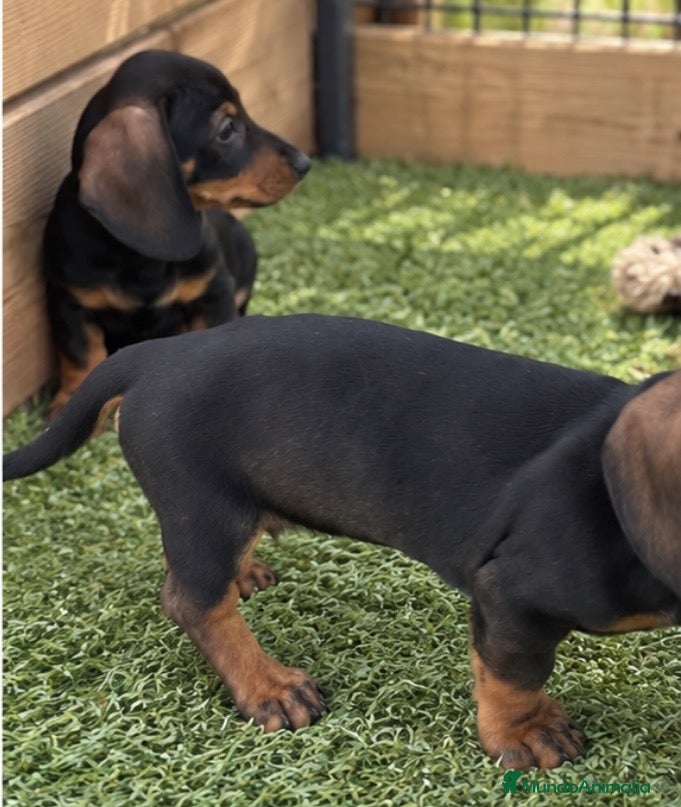 Teckel Miniatura perros Cachorros teckel miniatura - Anuncio 26