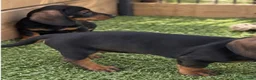 Teckel Miniatura perros en venta: Cachorros teckel miniatura - Anuncio 2