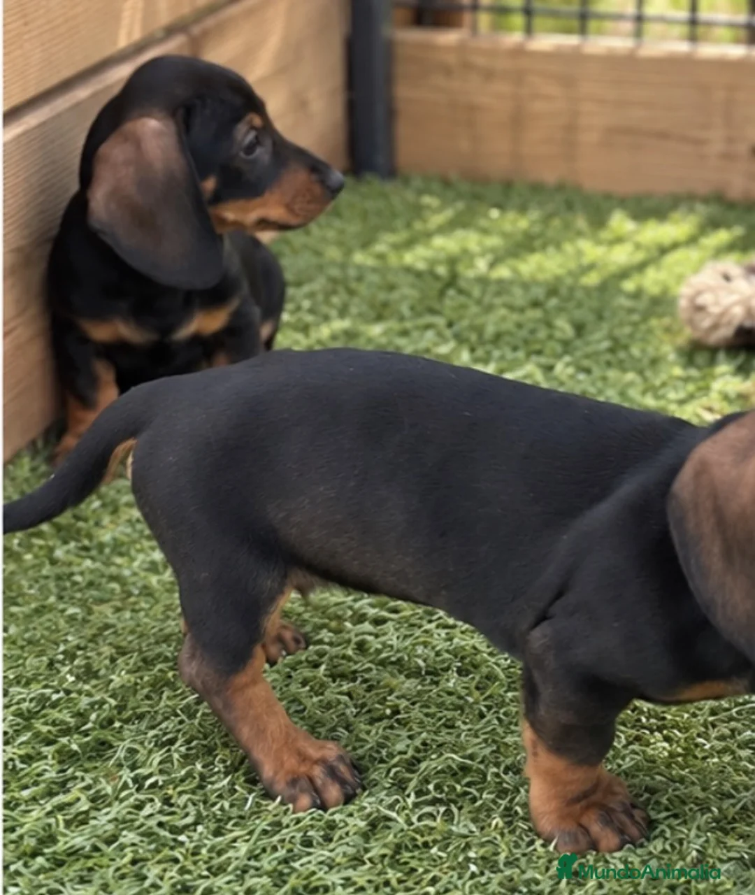 Teckel Miniatura perros en venta: Cachorros teckel miniatura - Anuncio 2