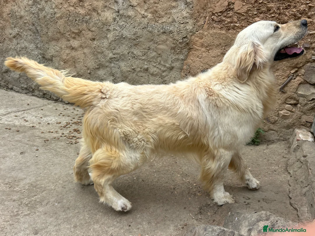 Golden Retriever perros para monta: GOLDEN RETRIEVER PARA MONTA en Badajoz - Anuncio 5