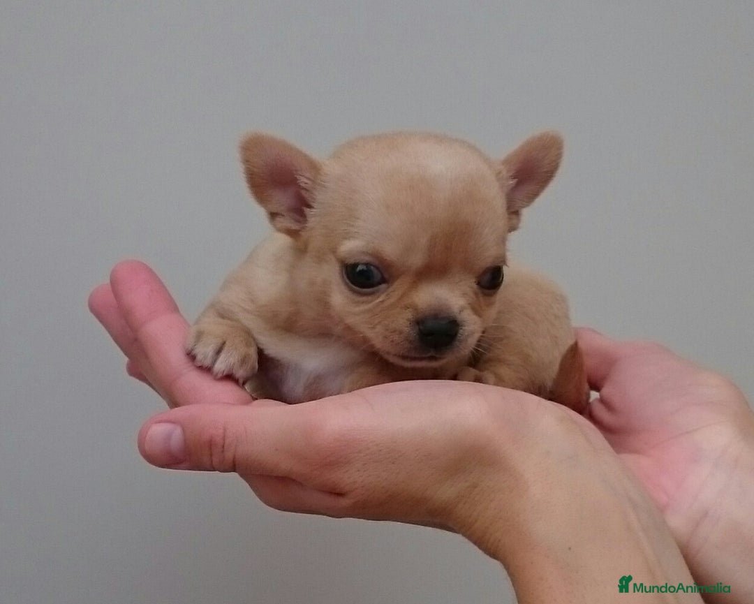 Chihuahua perros en venta: chihuahuas - Imagen 2