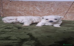 West Highland White Terrier perros en venta: WESTY - Imagen 1
