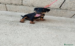 Terrier Alemán de Caza perros en venta: Disponible cachorros de Jagd terrier  - Imagen 3