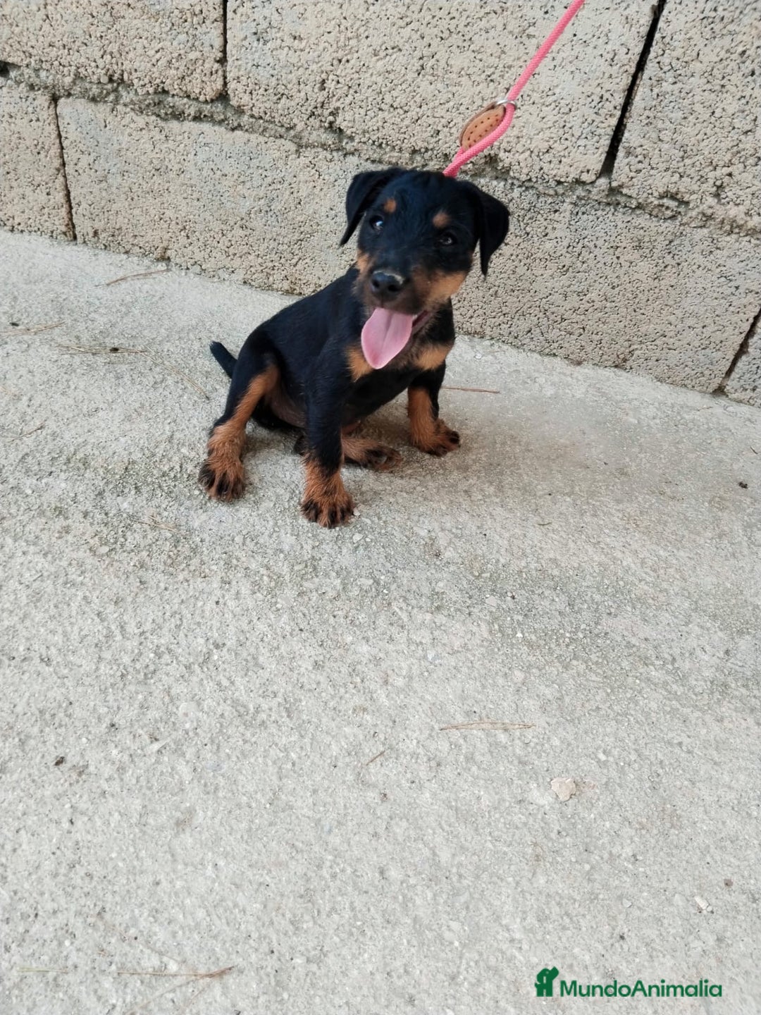Terrier Alemán de Caza perros en venta: Disponible cachorros de Jagd terrier  - Imagen 3