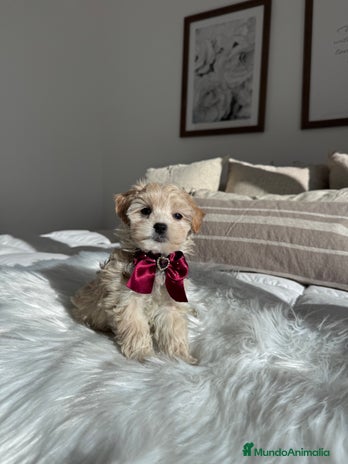 Maltipoo perros Maltipoo hembra - Anuncio 1