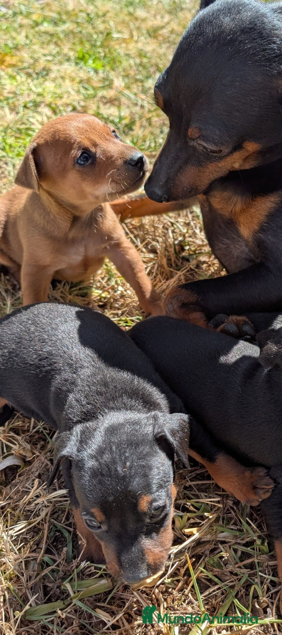 Pinscher Miniatura perros Pinscher cariñosos - Anuncio 1