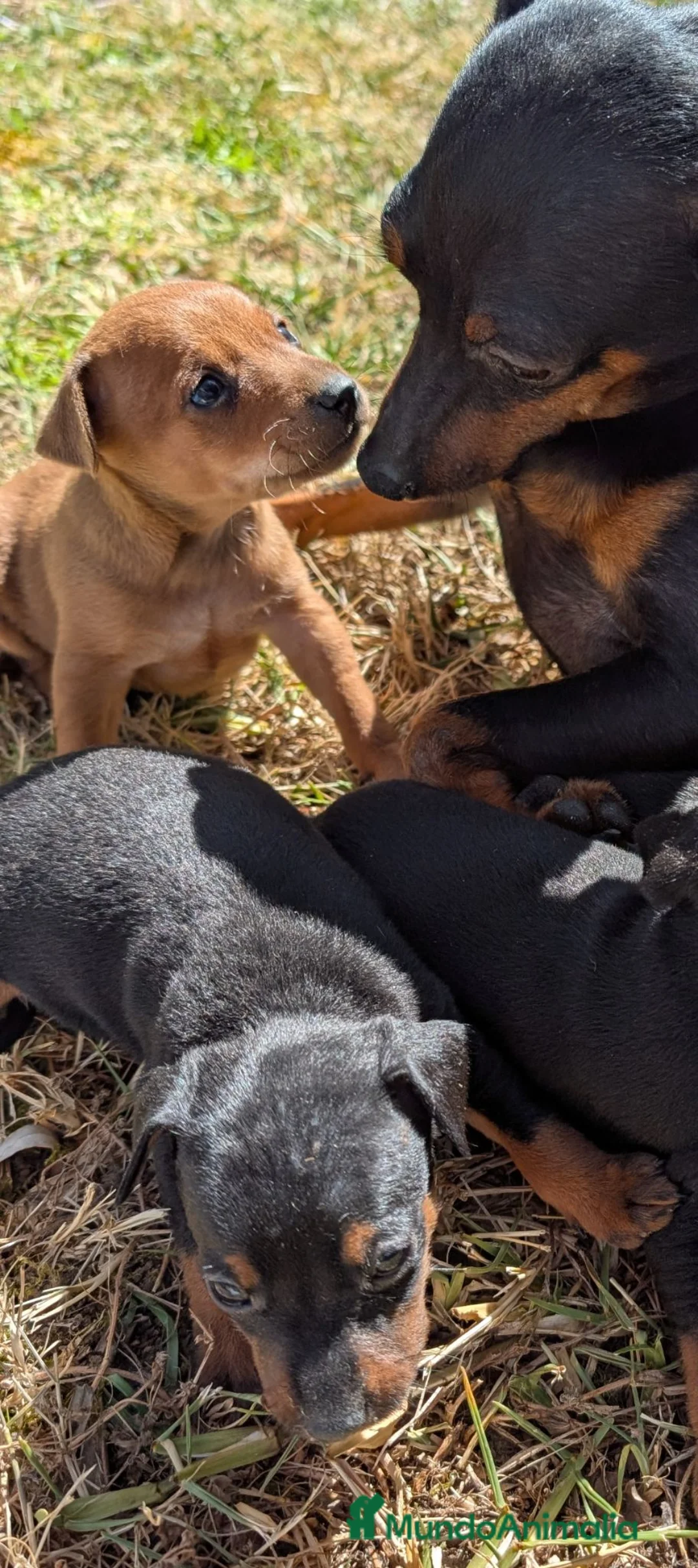 Pinscher Miniatura perros en venta: Pinscher cariñosos - Anuncio 1