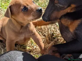 Pinscher Miniatura perros Pinscher cariñosos - Anuncio 1
