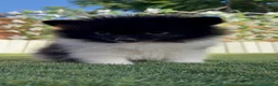 Pomerania perros en venta: POMERANIA - Anuncio 5