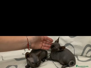 Sphynx gatos Gatos egipcios - Anuncio 8