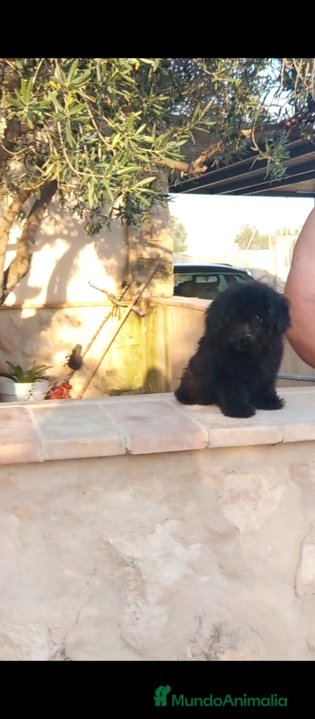 Caniche Toy perros en venta: Preciosa cachorrita caniche minitoy  - Anuncio 2