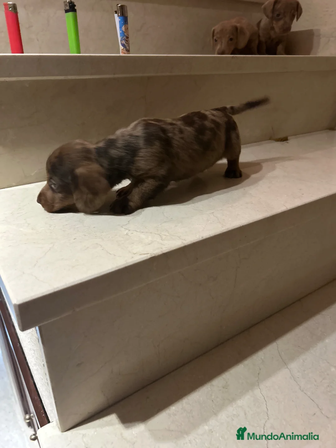 Teckel Miniatura perros en venta: Tekel Kaninchen De Exposición Microscópicos Toy - Anuncio 1