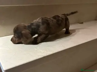 Teckel Miniatura perros Tekel Kaninchen De Exposición Microscópicos Toy - Anuncio 4