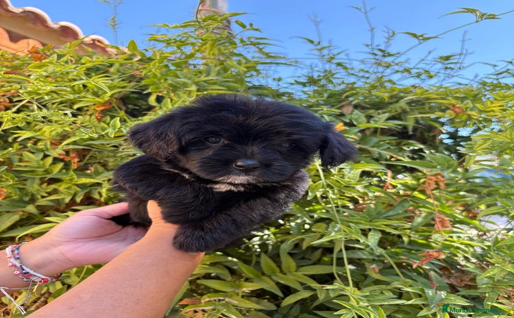Labradoodle perros - Anuncio 1