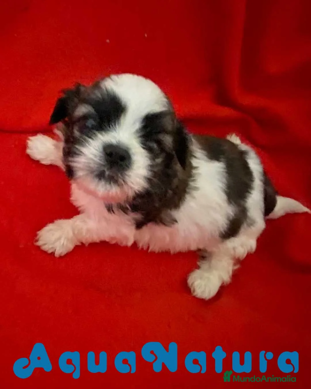 Shih Tzu perros en venta: Shih Tzu Hembra 1 de Ada y Newman AQUANATURA - Anuncio 1