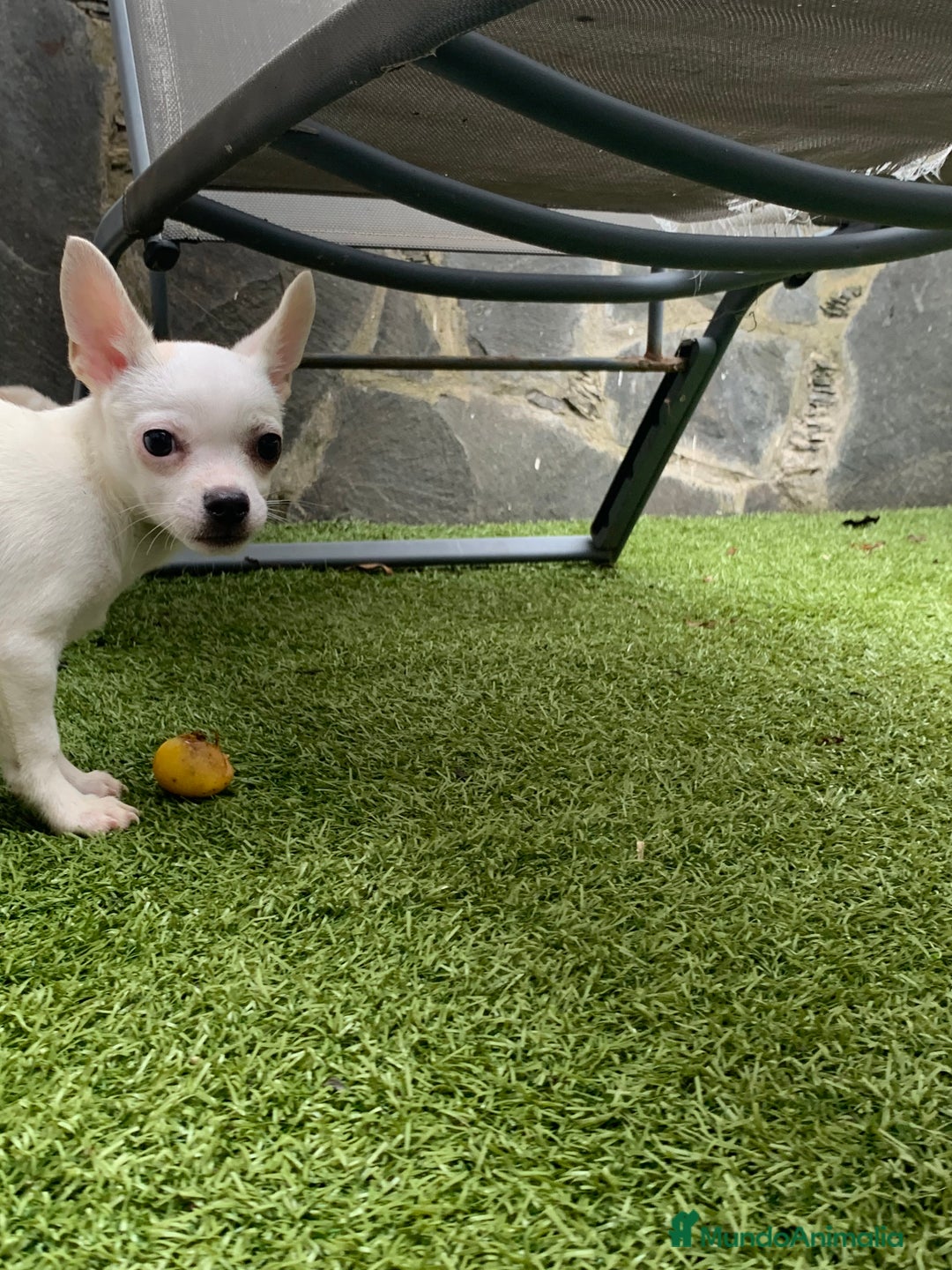 Chihuahua perros en venta: Cachorros chihuahua  - Anuncio 11