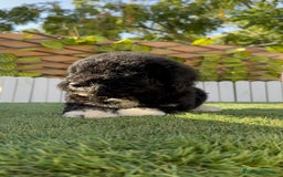 Perro de Agua Español perros en venta: PERRO DE AGUA HEMBRA - Imagen 6