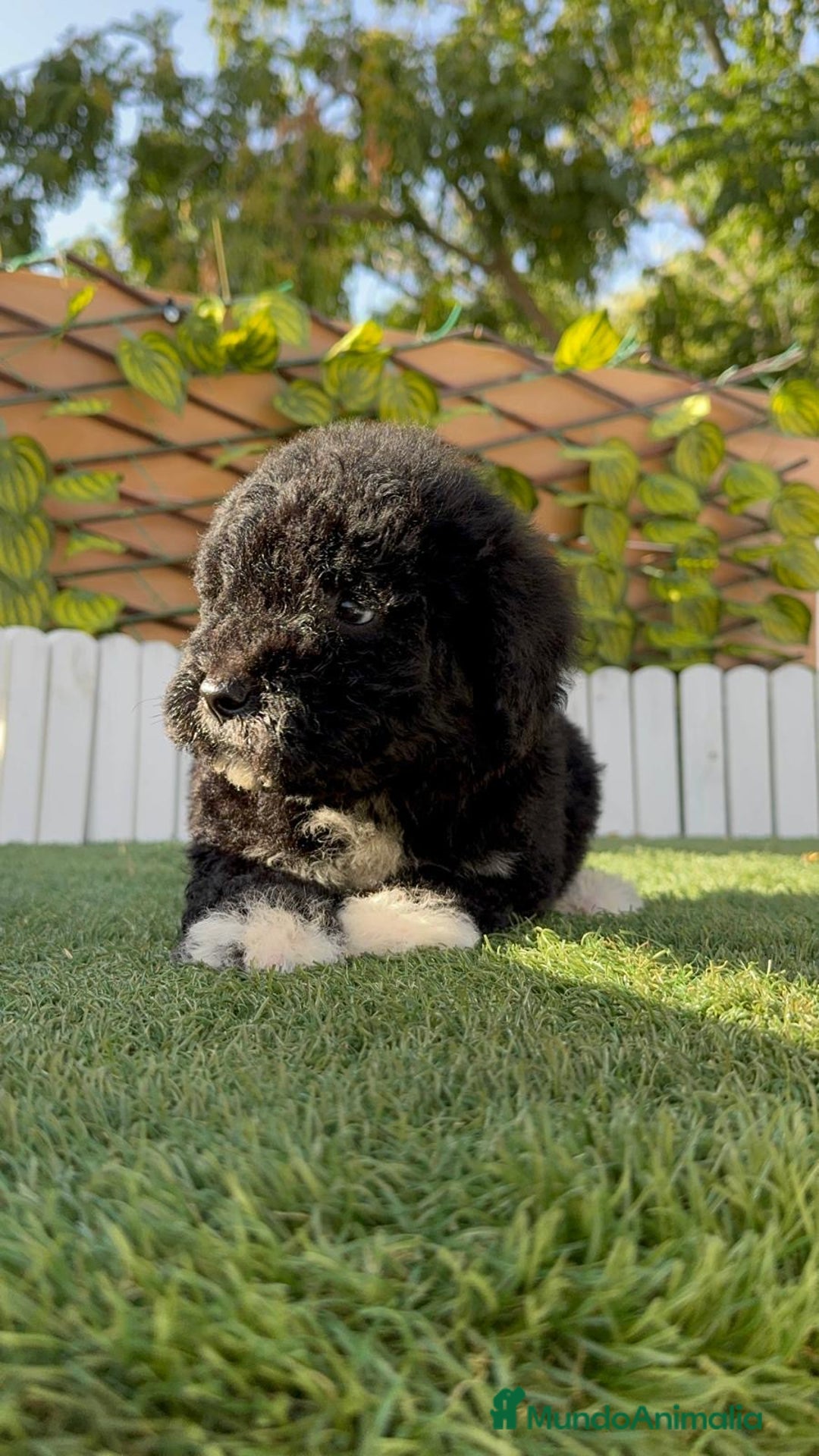 Perro de Agua Español perros en venta: PERRO DE AGUA HEMBRA - Imagen 6