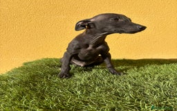 Pequeño Lebrel Italiano perros en venta: Piccolo Lebrel Italiano galgito macho - Imagen 5
