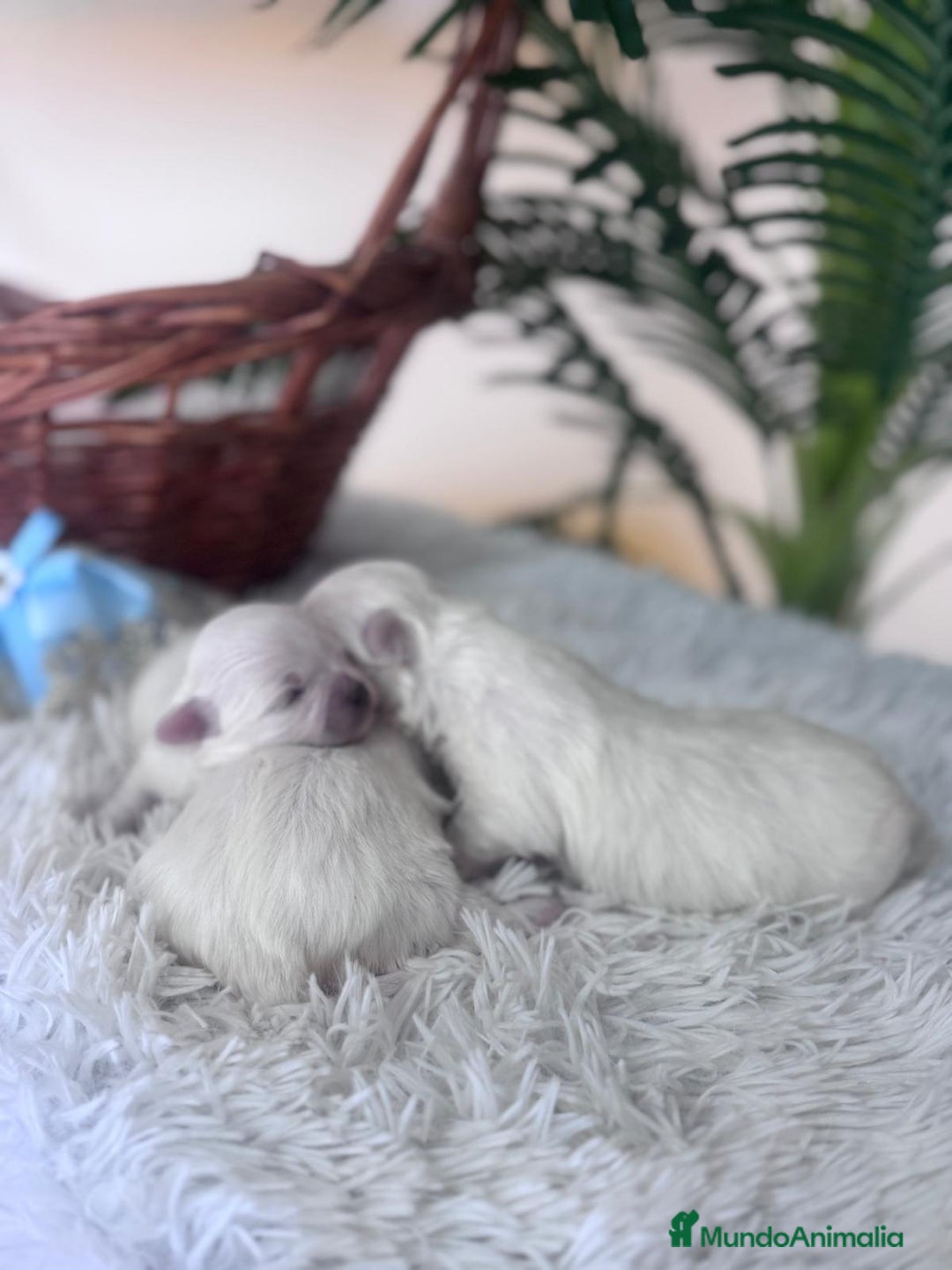 Bichón Maltés perros en venta: BICHON MALTES  - Anuncio 9