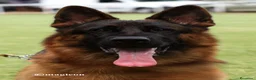 Pastor Alemán perros en venta: Pastor Alemán familia - Anuncio 1