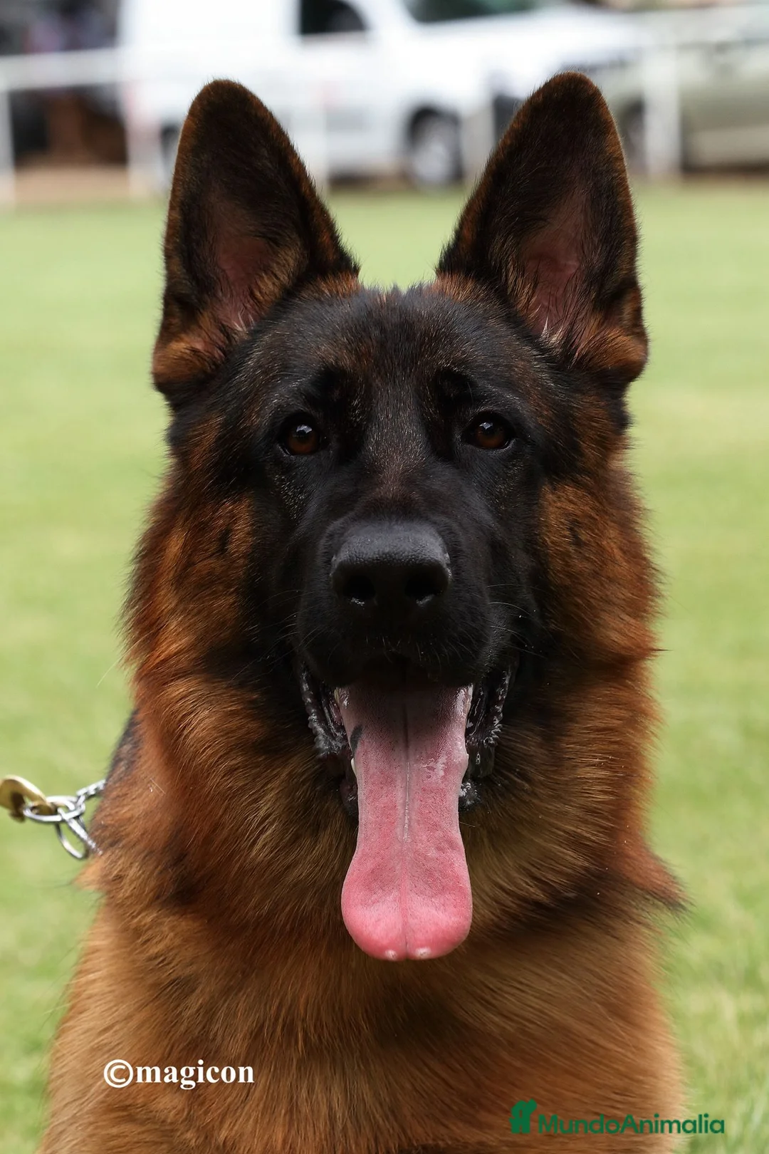 Pastor Alemán perros en venta: Pastor Alemán familia - Anuncio 1