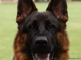 Pastor Alemán perros Pastor Alemán familia - Anuncio 1