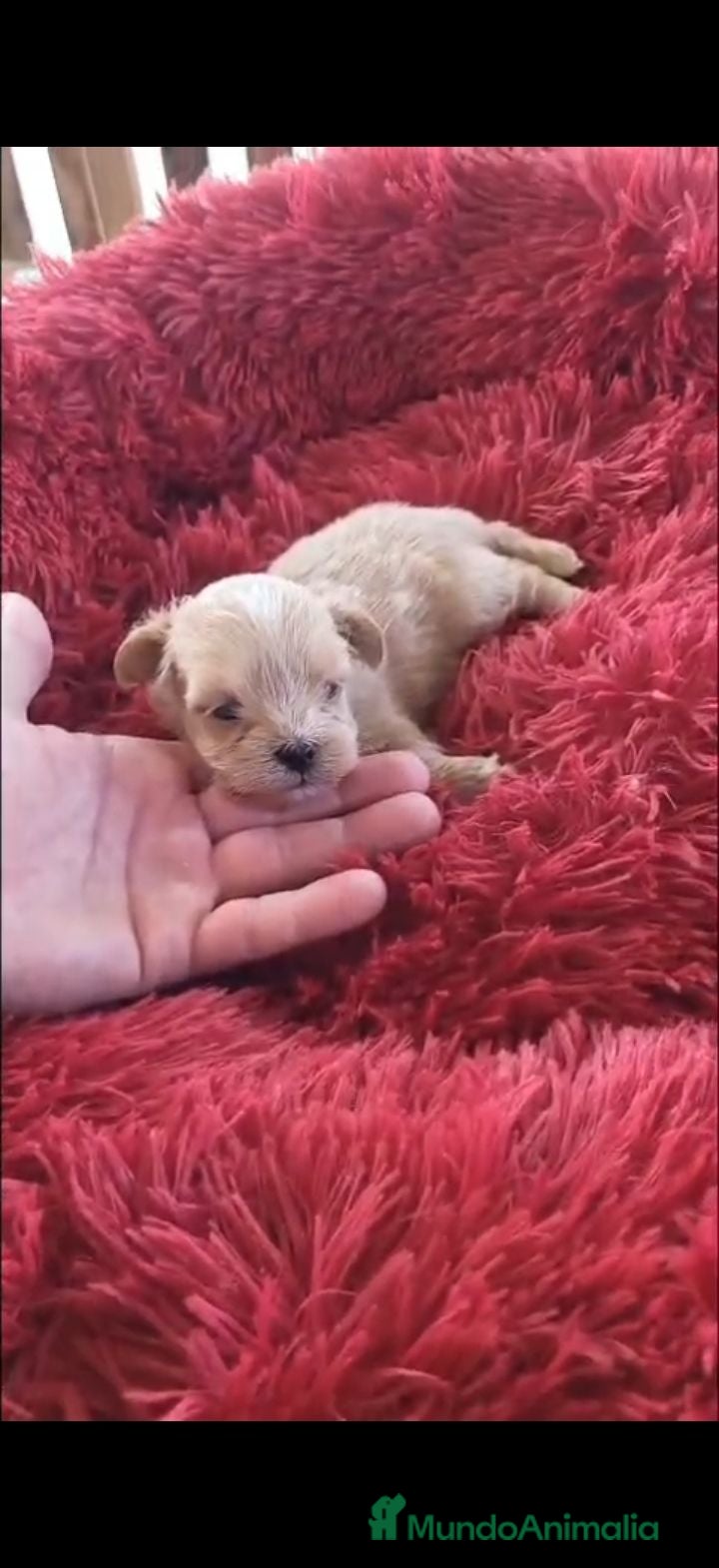 Maltipoo perros Maltipoo  - Anuncio 1