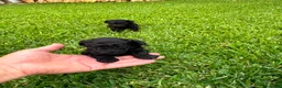 Caniche Toy perros en venta: Caniche toy  - Anuncio 2