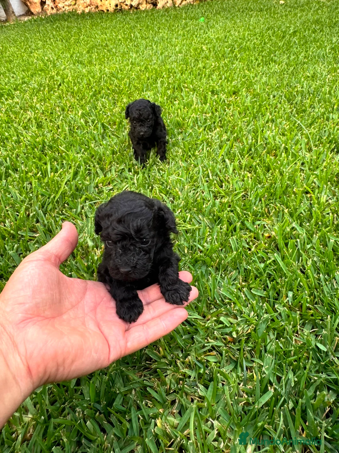 Caniche Toy perros en venta: Caniche toy  - Anuncio 2