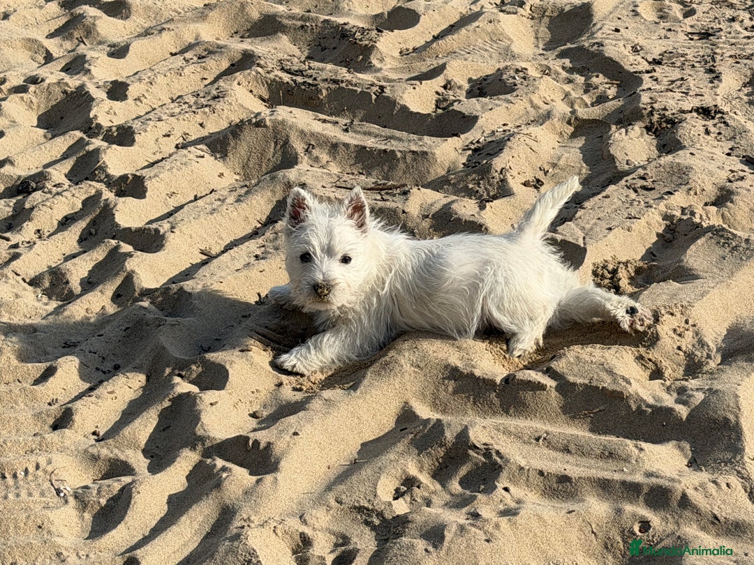 West Highland White Terrier perros en venta: Precioso cachorro de Westie  - Anuncio 3
