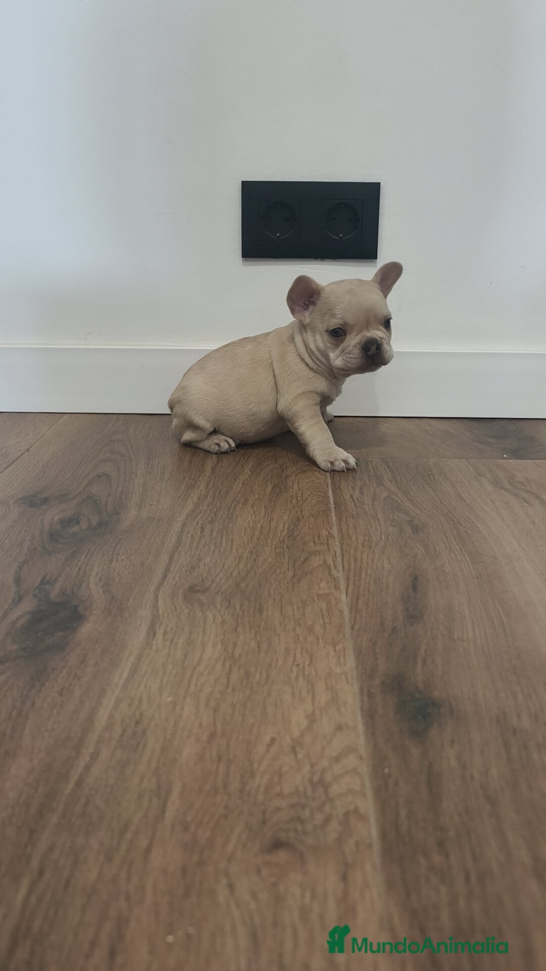 Bulldog Francés perros en venta: Bulldog Francés Macho ojos azules espectacular!!! - Imagen 6