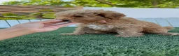 Caniche Toy perros en venta: CANICHE TOY - Anuncio 6