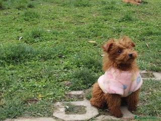 Caniche Toy perros Caniche toy macho rojo - Anuncio 31