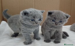 Británico de Pelo Corto Azul gatos en venta: British Shorthair super bonitos - Imagen 7