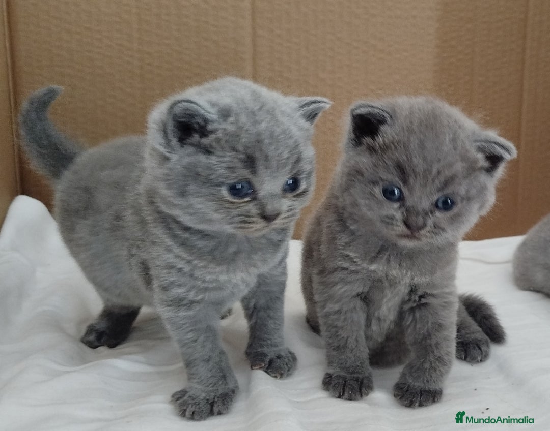 Británico de Pelo Corto Azul gatos en venta: British Shorthair super bonitos - Imagen 7