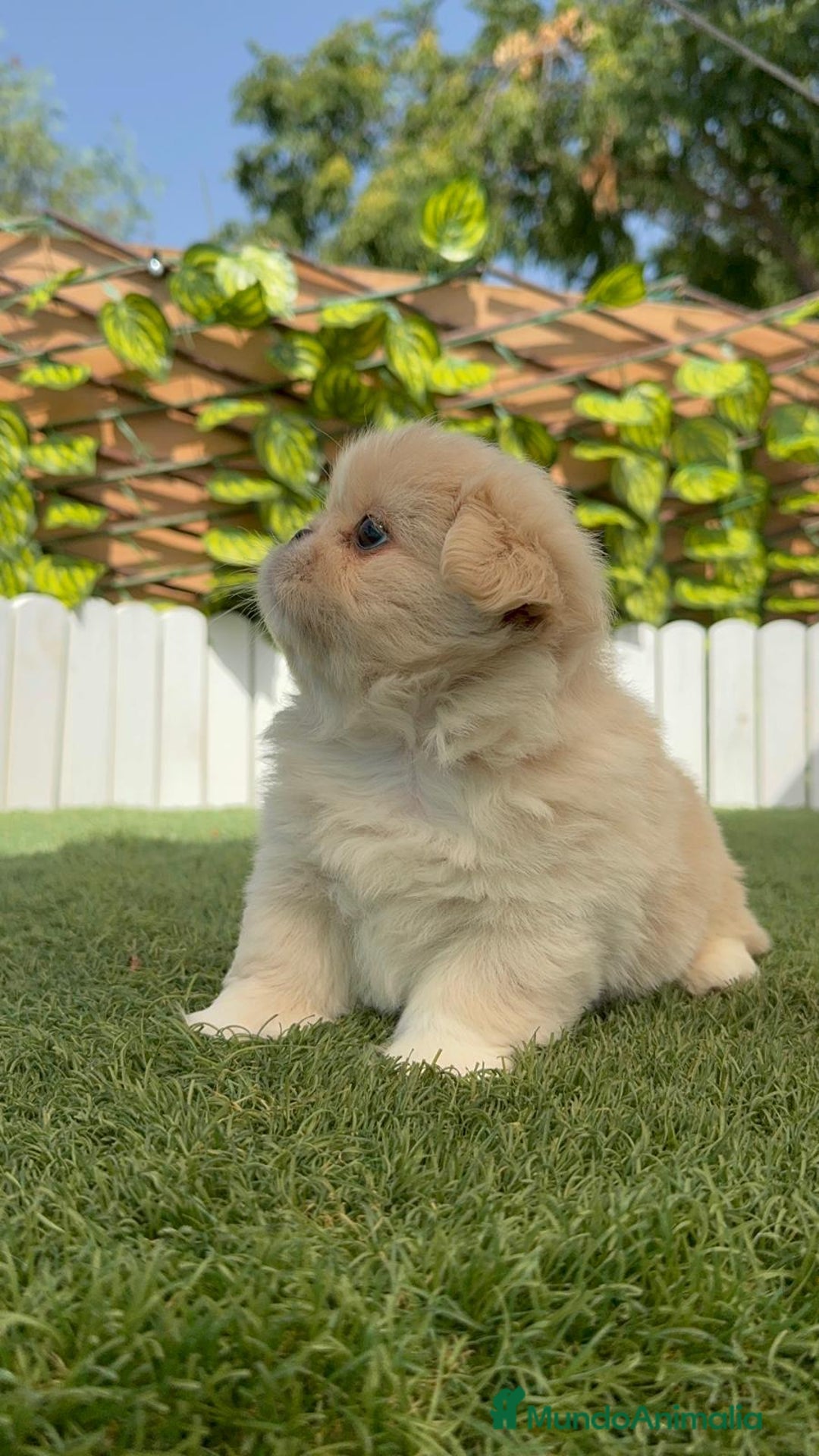 Pekinés perros en venta: PEKINES IMPERIAL HEMBRA 2 - Imagen 13
