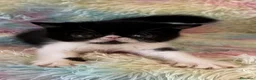 Exótico de Pelo Corto gatos en venta: Exótico short hair - Anuncio 1