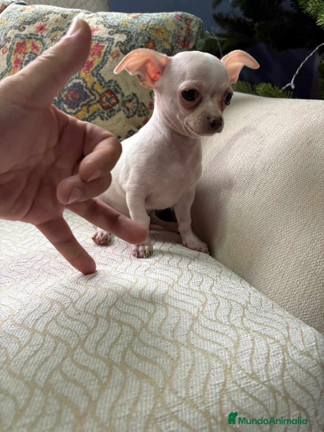 Chihuahua perros en venta: Chihuahua Toy macho blanco  - Anuncio 5
