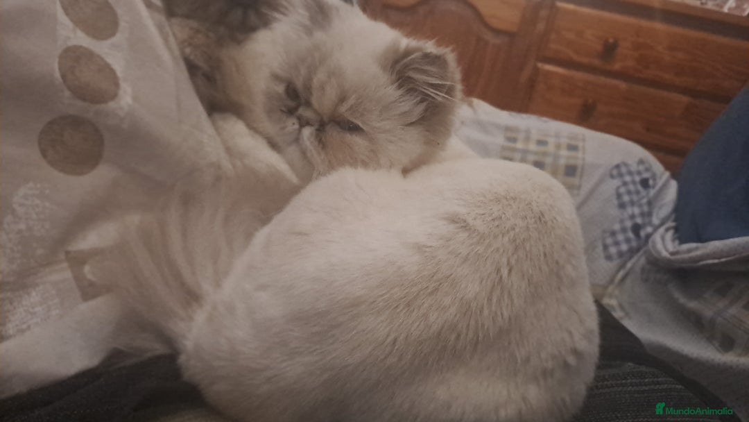 Himalayo gatos en venta: Persa himalayo - Imagen 3